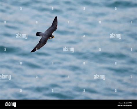 An Adult Wild Peregrine Falcon Falco Peregrinus In Flight At The