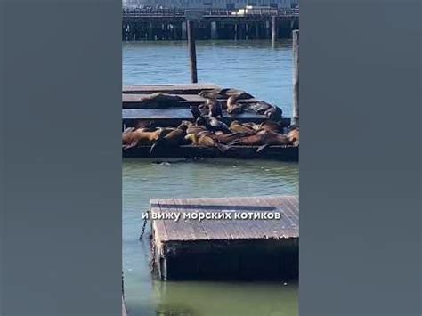 Морские котики!🦭🌉 Поддержи! ️‍🔥🏝 #usa #сша #америка #переездвсша # ...