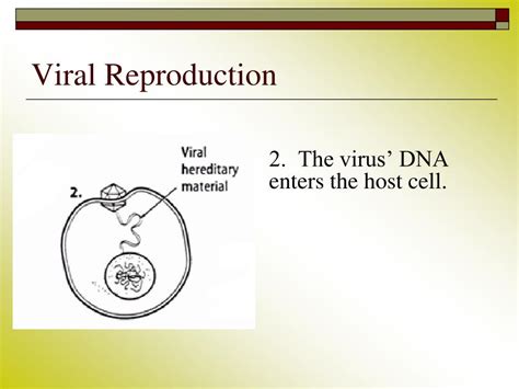 Ppt Viruses And Bacteria Unit 5 Lesson 2 Powerpoint Presentation Id6949780