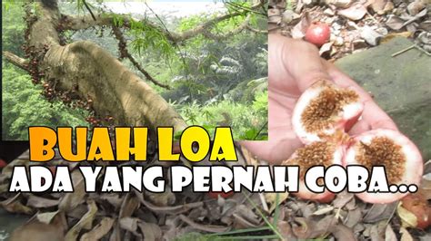 Ngebolang Bahan Bonsai Loa Buah Nya Lebat Ada Yang Pernah Nyoba Buah