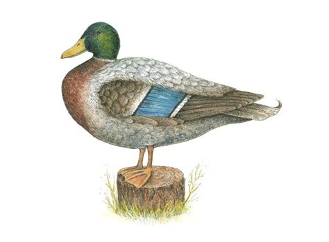 Mallard Duck Pencil Drawing