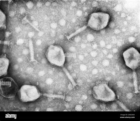 Bacteriophage Virus Electron Microscope