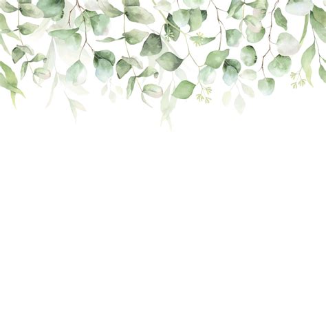 Bordure Transparente De Feuille Verte D Eucalyptus Illustration