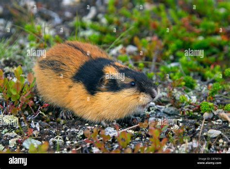 Norway Lemming Lemmus Lemmus Hi Res Stock Photography And Images Alamy