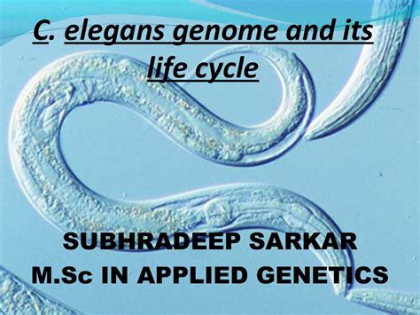 C Elegans Genome Life Cycle And Model Organism