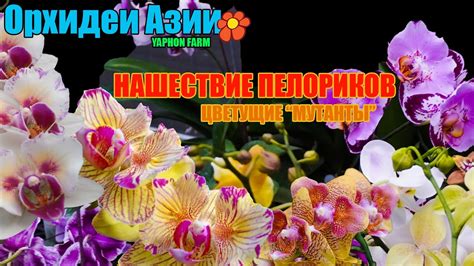 Шок и удивление - пелорики - поля цветущих - YouTube