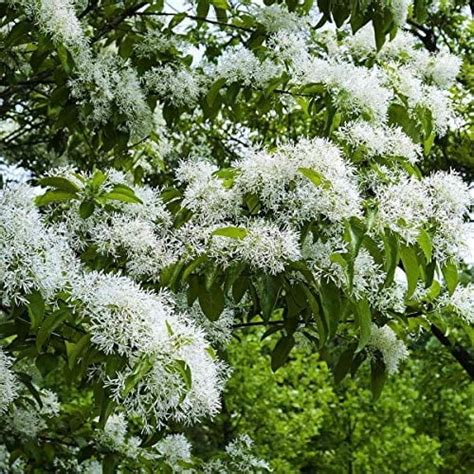 10 Chinese Fringe Tree Seeds For Planting Chionanthus Retusus