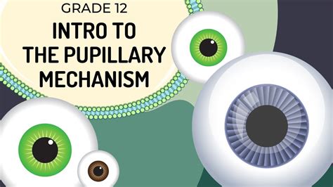 Intro To Pupillary Mechanism How The Regulates Light Entering The