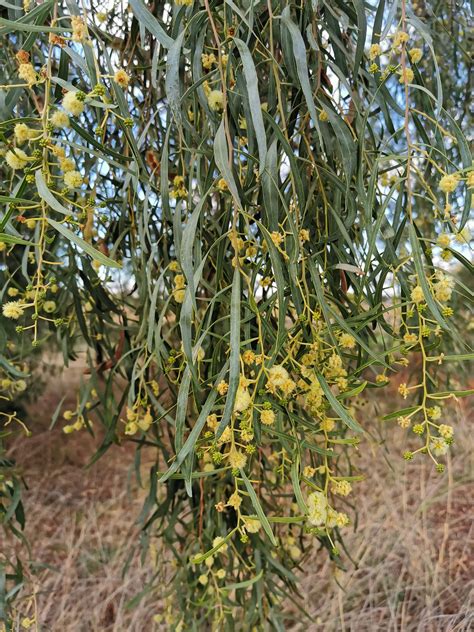 Willow Wattle Climatewatch Australia Citizen Science App