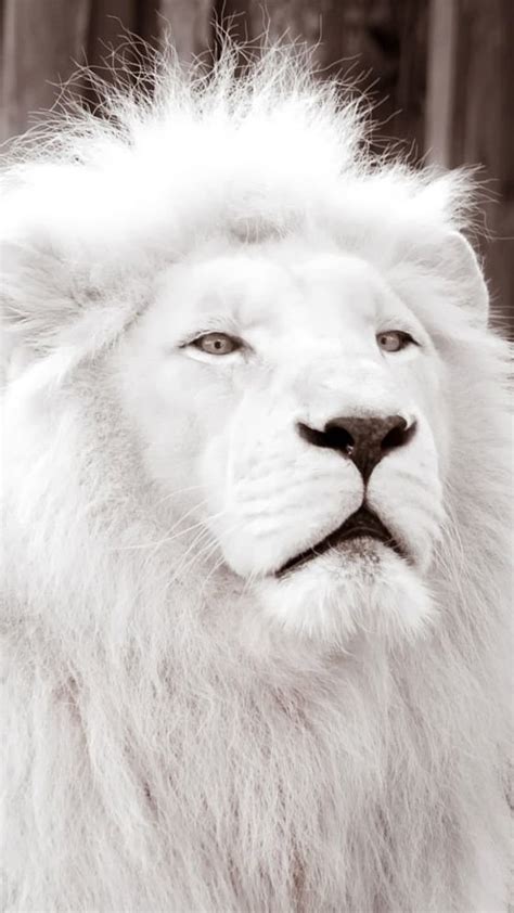 White Lion Forest King Lion HD Phone Wallpaper Pxfuel