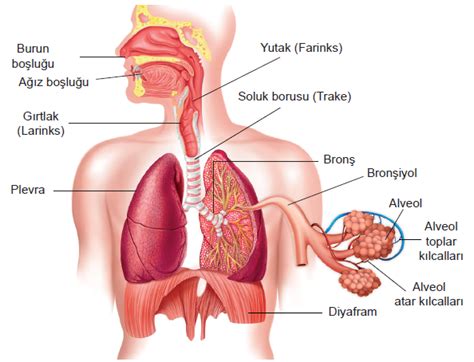 Solunum Sistemi Organları ve Görevleri Nelerdir Bilgi Al