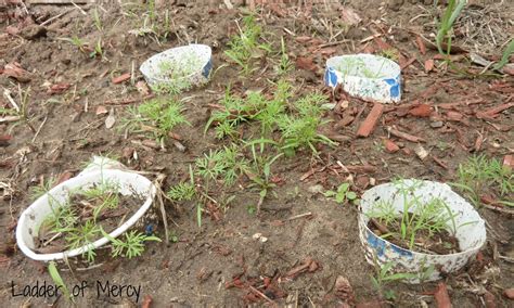 Ladder of Mercy: Cutworm Control in Your Garden