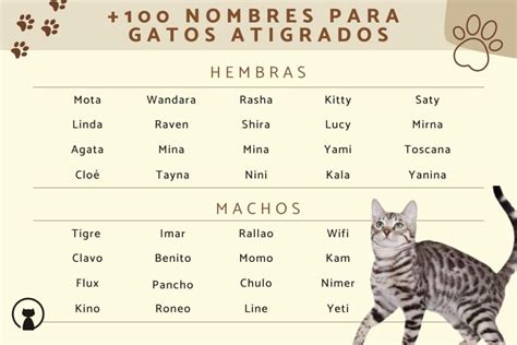 Los Mejores Nombres Para Gatos En Coreano Que Te Encantar N Mascotario