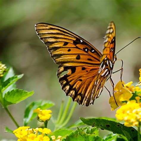 Best 9 Flowers And 4 Herbs For Attracting Butterflies To Your Garden Farm To Jar Food