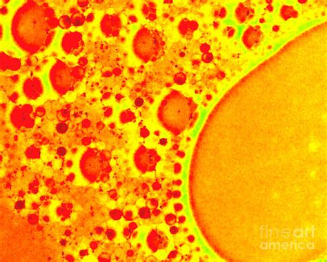 Macro Orange Amoeba Photograph By Mountainsky S Fine Art America