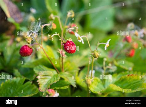 Alpine Strawberry Plants Stock Photo Alamy