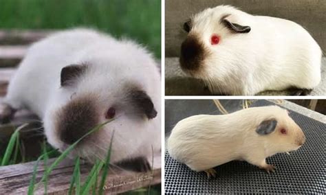 The Enchanting World Of Himalayan Guinea Pig