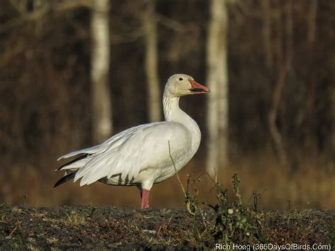 Duck Duck Duck Goose 365 Days Of Birds