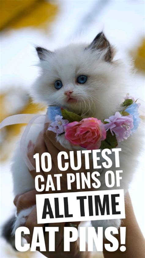 Cat Pins Kittens Cutest Cute Animal Photos Cute Cats