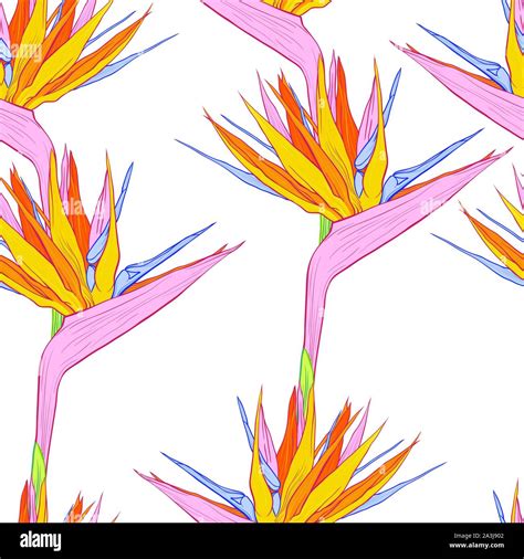 Strelitzia Reginae Or Bird Of Paradise Flowers Vector Colored Seamless