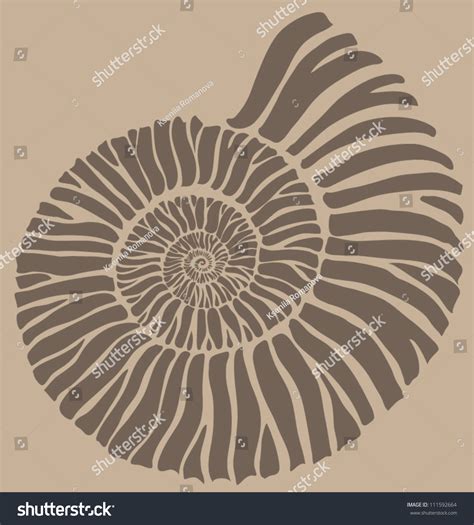 Ammonite Shell Stock Vector 111592664 - Shutterstock