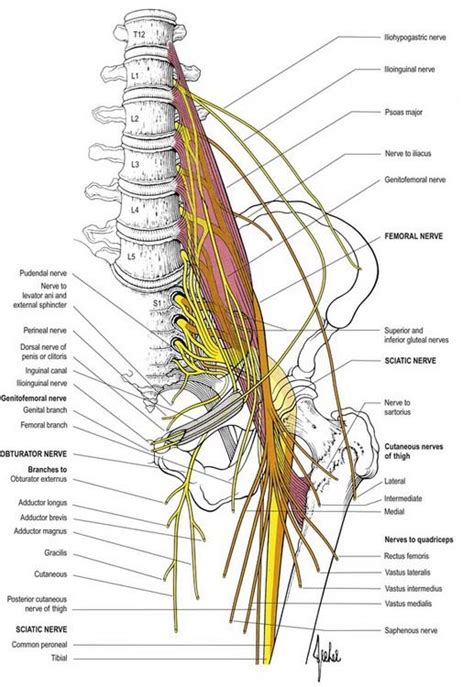 Sacral Plexus Model