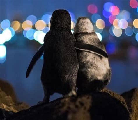 Pikkewyne Wat Mekaar ‘troos Wen Fotokompetisie Maroela Media