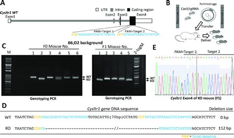 Cysltr1 Gene Knockout By The Crispr Cas9 System A Schematic Download Scientific Diagram