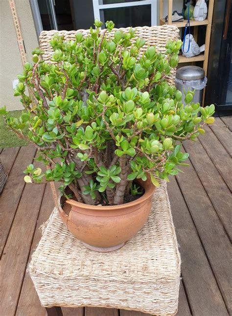 Crassula Ovata Geldbaum Kaufen Auf Ricardo