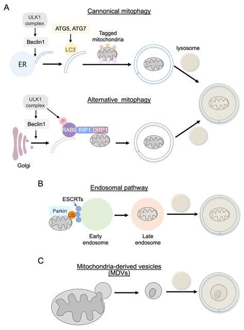 Cells Free Full Text Molecular Signaling To Preserve Mitochondrial