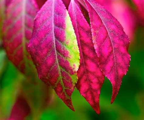 Fall Sumac Leaves - Co|So - Copley Society of Art