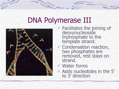 Ib Topics34 And 72 Dna Replication Ppt Download