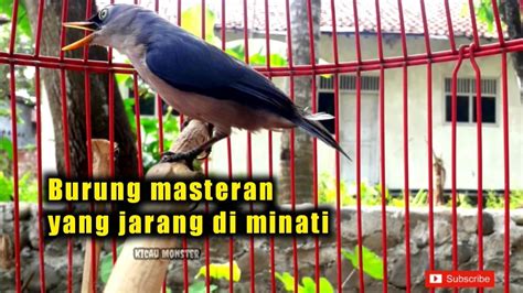 Rambatan Paruh Merah RPM Gacor YouTube