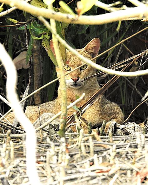 Sundarban National Park – Jungle Routes