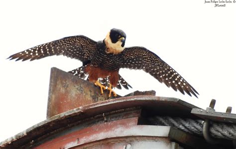 Halc N Murcielaguero Bat Falcon Falco Rufigularis Flickr