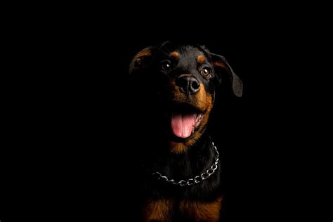 Rottweiler Dog Domestic Animal Free Photo On Pixabay Pixabay