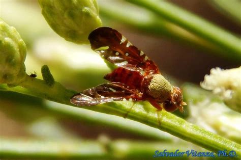 Diptera Tephritidae Aciurina Mexicana Fruit Flies Female D Urban