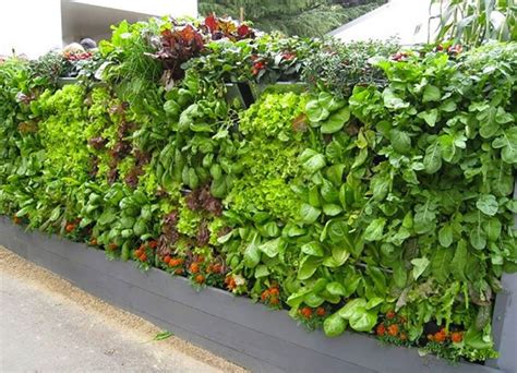 Amazing Vertical Salad Garden Ideas An Edible Wall Of Greens