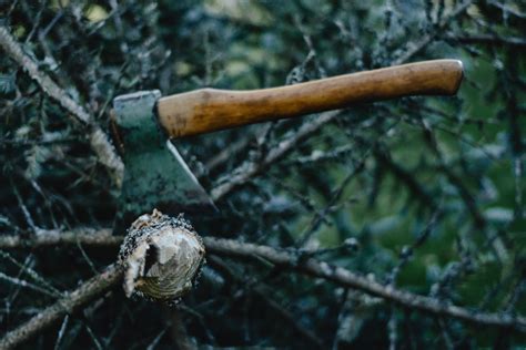 Hatchet On A Tree Branch · Free Stock Photo