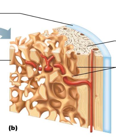 Lab Spongy And Compact Bone Diagram Quizlet