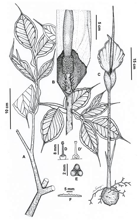 Amorphophallus Calcicolus Sp Nov A Leaves B Female And Male