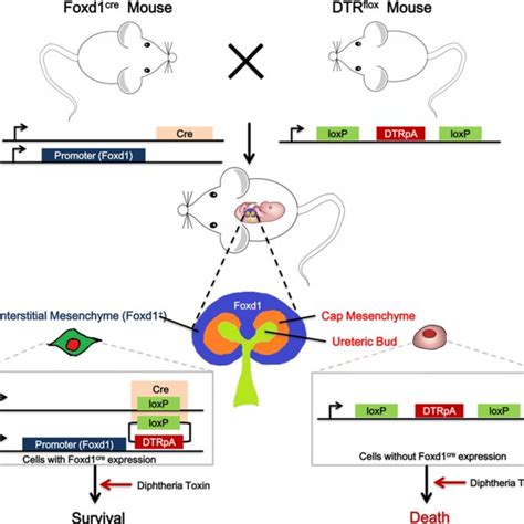 Foxd1⁺ Mesangial Precursor Cells Inhibited The Activation Of Mesangial Download Scientific