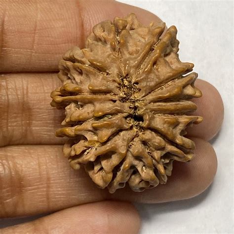 Brown Natural Mukhi Nepali Rudraksha Packaging Type Box Size