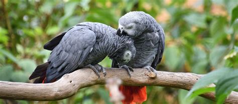 The Intelligent African Grey Parrot Critter Science