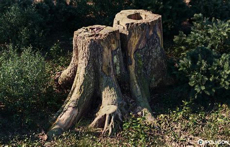 New Photoscanned Log And Stump Models — Poliigon Blog