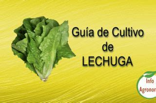 Manual Tecnico De Cultivo De Lechuga PDF InfoAgronomo Cultivar