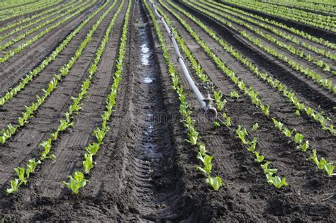 Water Crops Irrigation Stock Images - Download 1,556 Royalty Free Photos