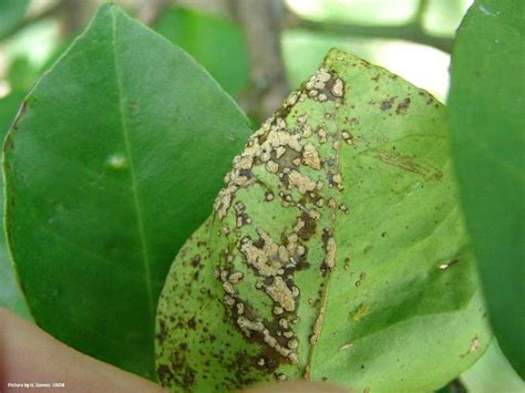 Citrus Scab Citrus Diseases