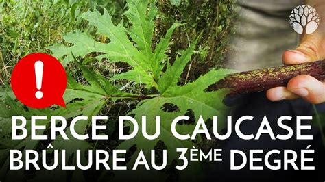 Berce du Caucase la plante qui créé des brûlures Foraging Incoming