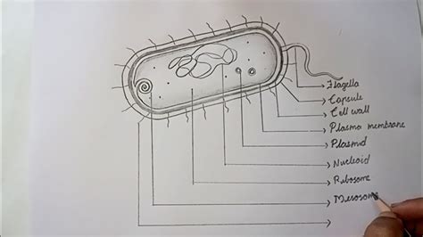 diagram  bacteria prokaryotic cell youtube